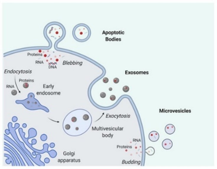 Cell releasing extracellular vesicles 