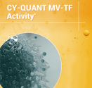 CY-QUANT MV-TF Activity